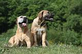 BOERBULL 031